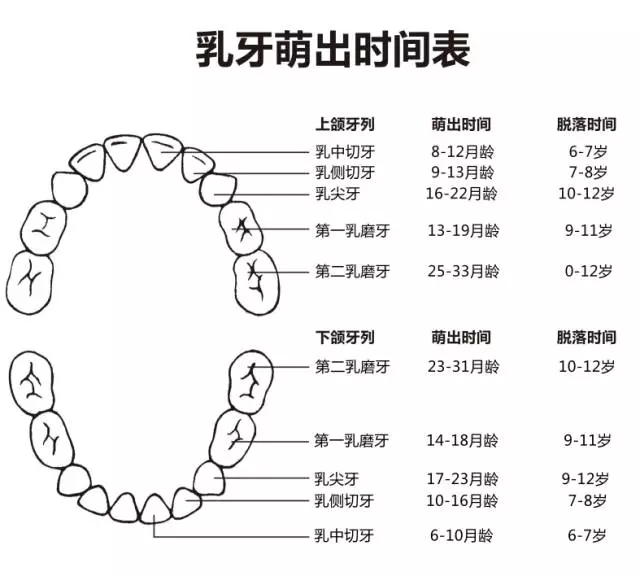 尚佳專業(yè)月嫂丨何時(shí)長牙才算正常？